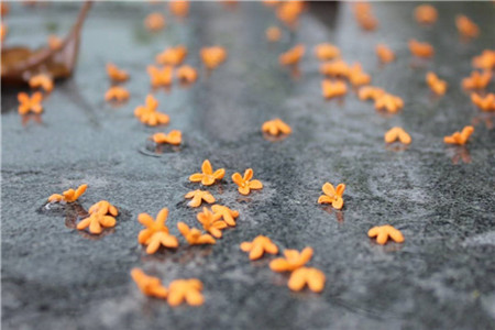 云南学前教育自考好考吗?